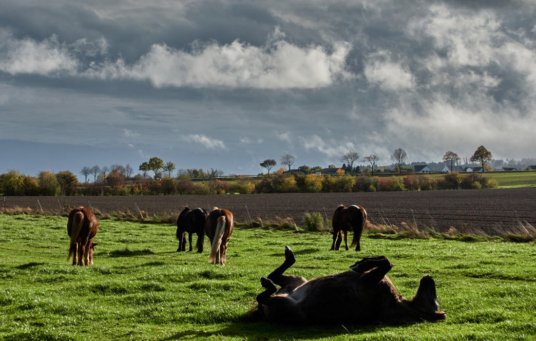 Исландские лошади на лугу в Верхайме, Германия