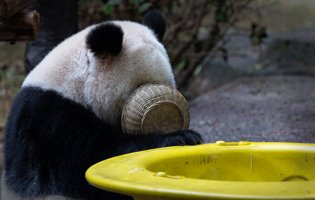 Гигантская панда наслаждается угощением в зоопарке Чунцина, Китай