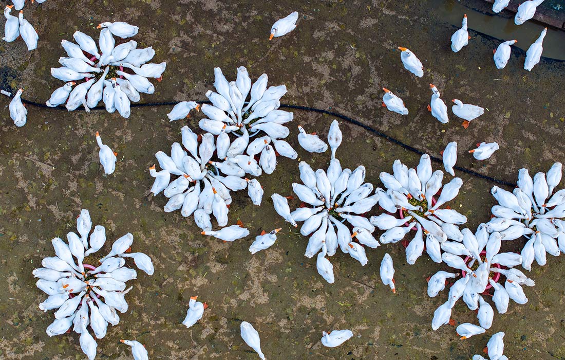 Вид с воздуха на белых гусей во дворе фермерского дома в Луане, провинция Аньхой, Китай
