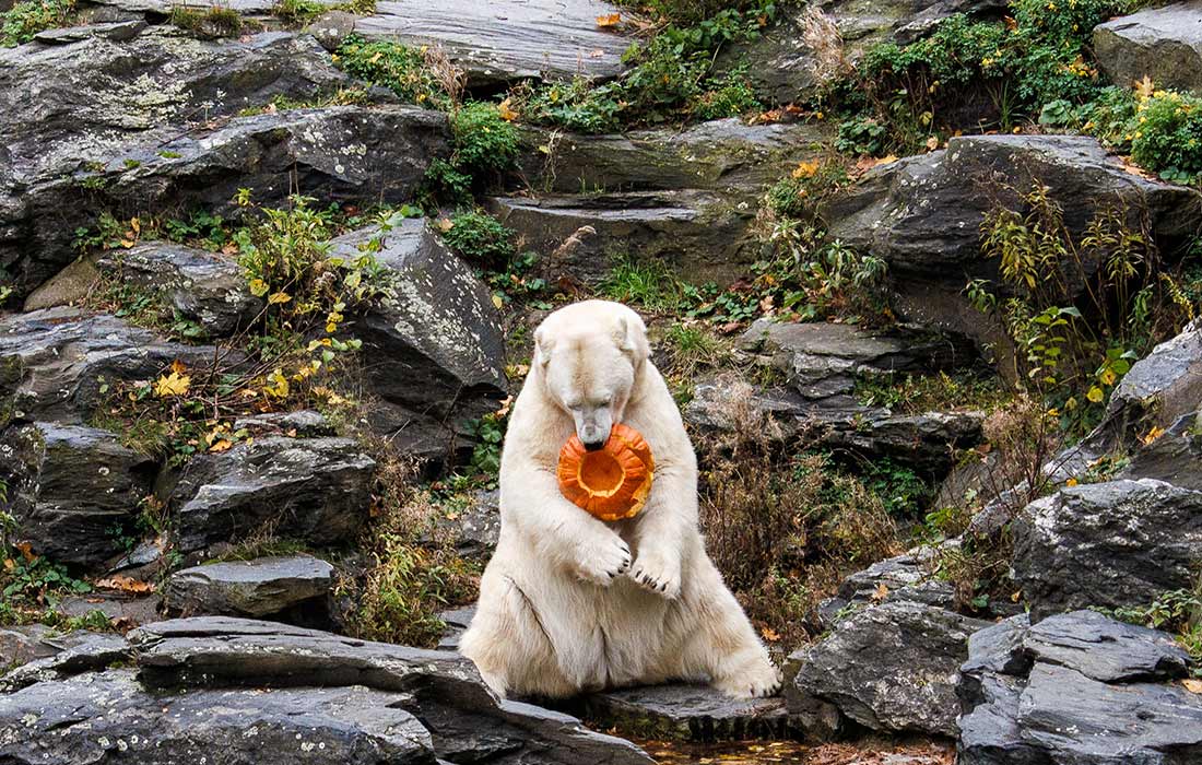 Кормление белых медведей тыквами в зоопарке Берлина