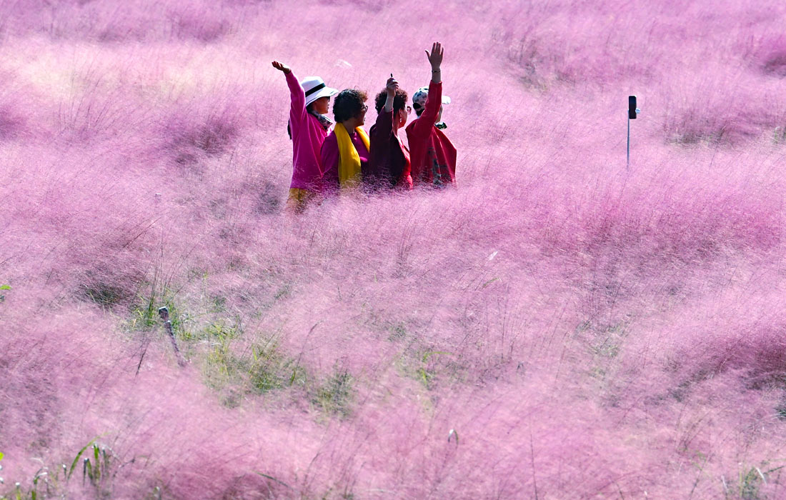 Поля с цветущей мюленбергией в китайском Нанкине привлекают многочисленных туристов