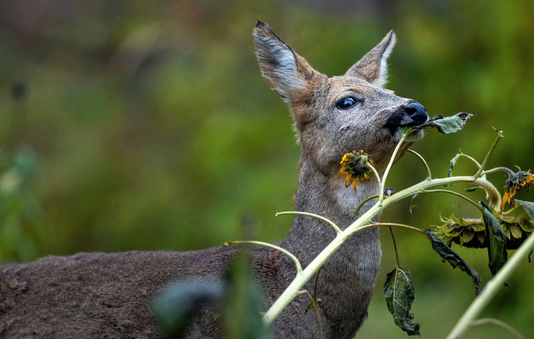 Косуля в одном из городских садов Вильнюса, Литва