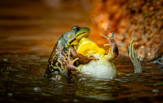  Comedy Wildlife Photo Awards