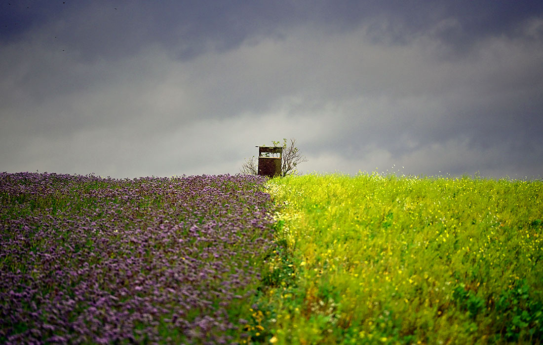 Цветочные поля в немецком Бранденбурге