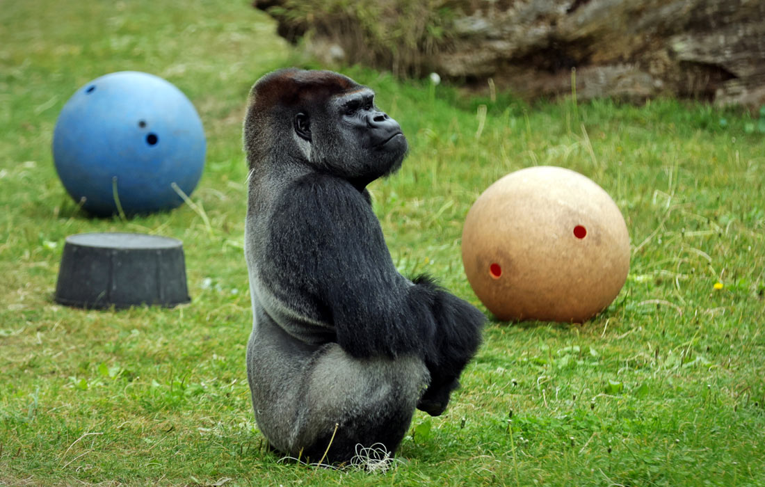 Горилла в зоопарке Сан-Франциско