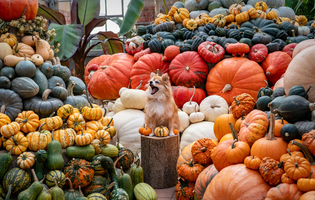 Выставка тыкв в оранжерее в Тинтсфлиде, Англия