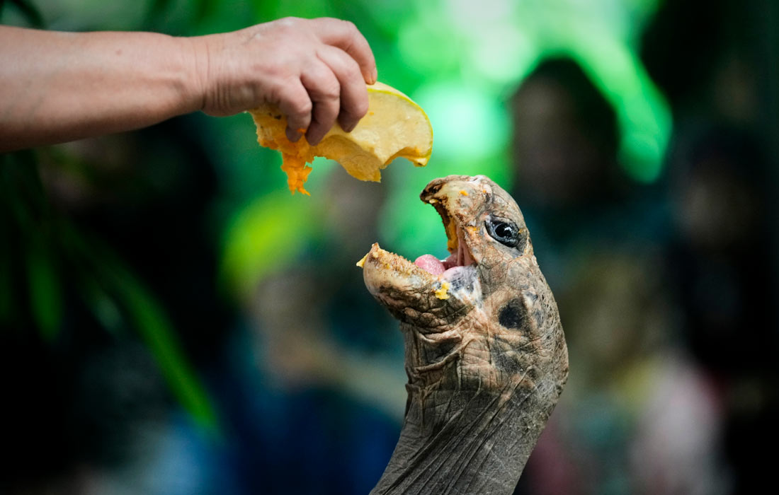 Сотрудник Пражского зоопарка кормит гигантскую черепаху