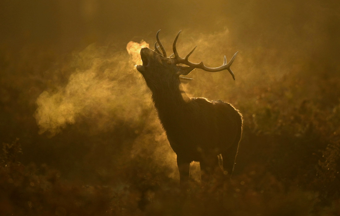 Олень в парке Буши в Лондоне