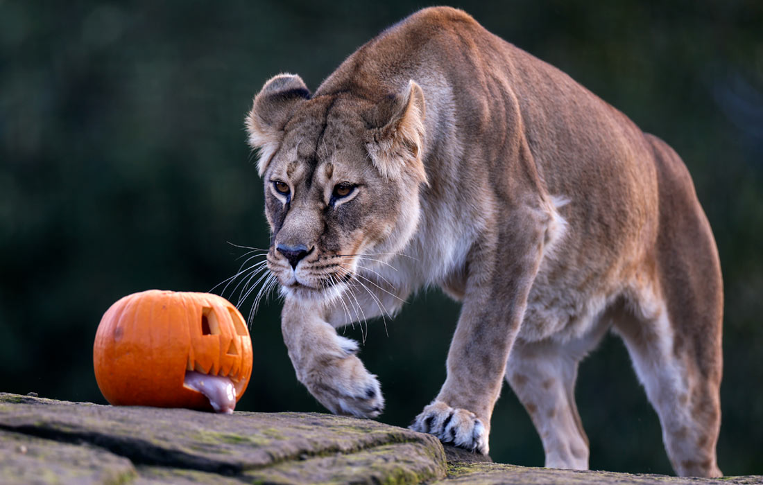 Львица осматривает тыкву в зоопарке в Уэст Колдер, Шотландия