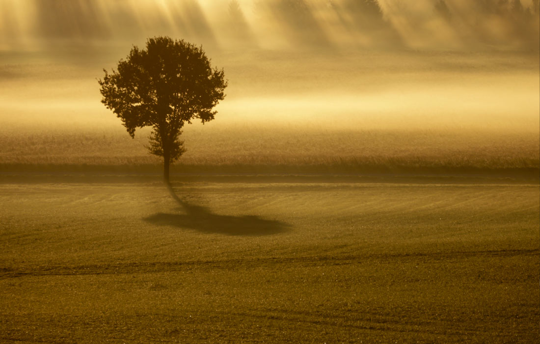 Утренний туман в Уттенвайлере, Германия