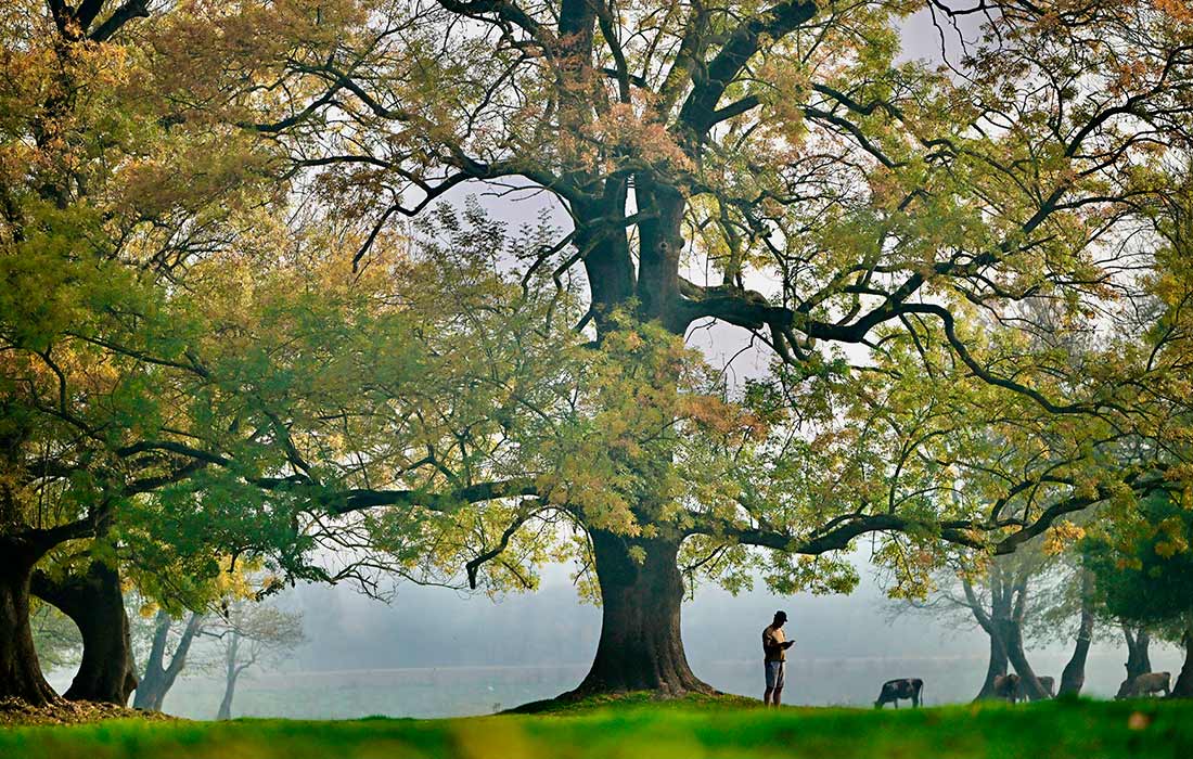 Птичий заповедник озера Эфтени в Дюздже, Турция
