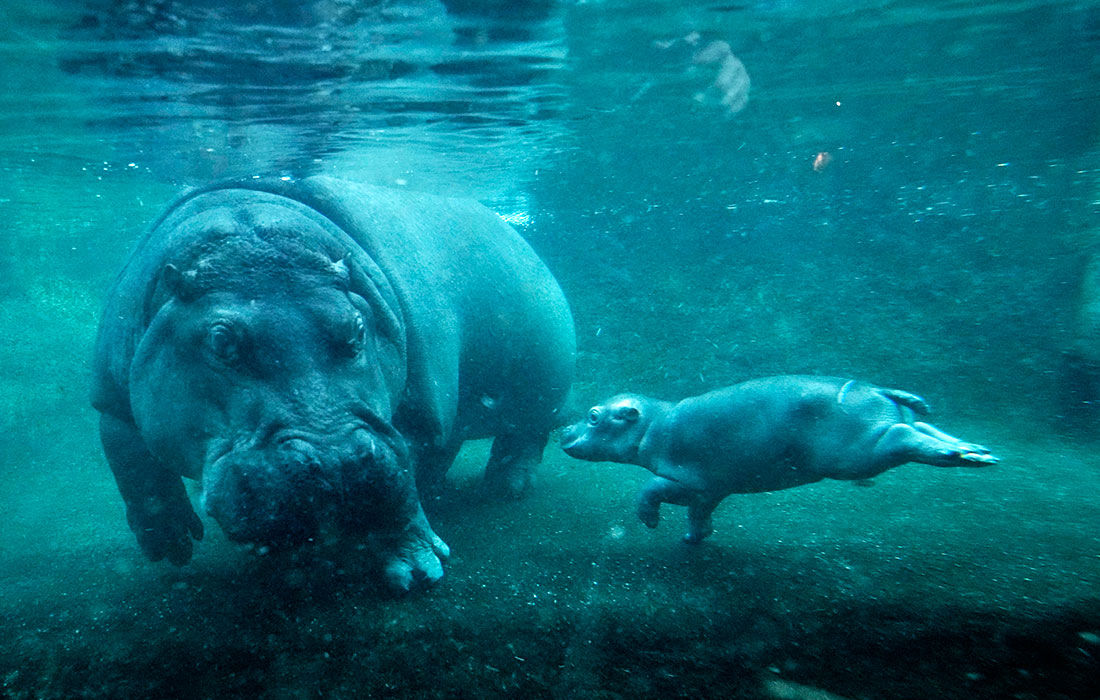 Новорожденный карликовый бегемот Берлинского зоопарка впервые плавает в бассейне