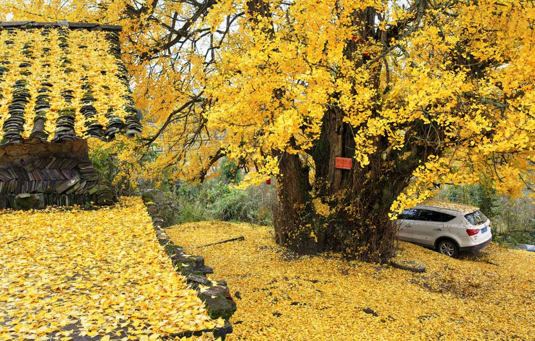 Опавшие листья 1500-летнего дерева гинкго в Гуйчжоу, Китай