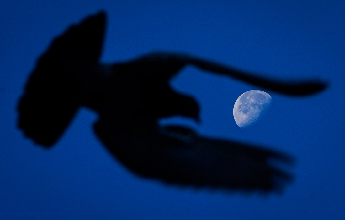 Голубь на фоне луны в Анкаре, Турция