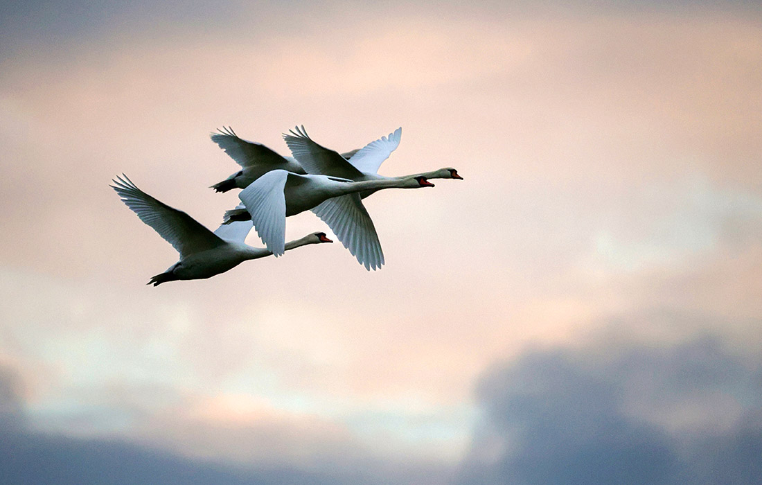 Лебеди в немецком Унлингене