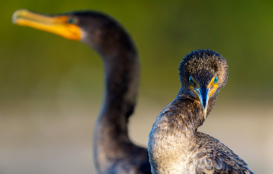 Бакланы в Бойнтон-Бич, Флорида