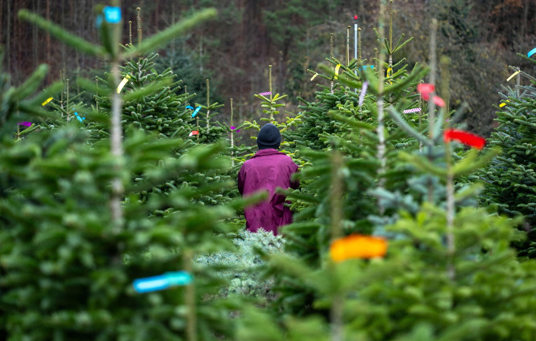Открытие сезона рождественских елок в Баварии