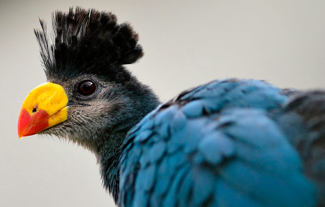 Большой голубой турако в чешском сафари-парке Двур-Кралове-над-Лабем