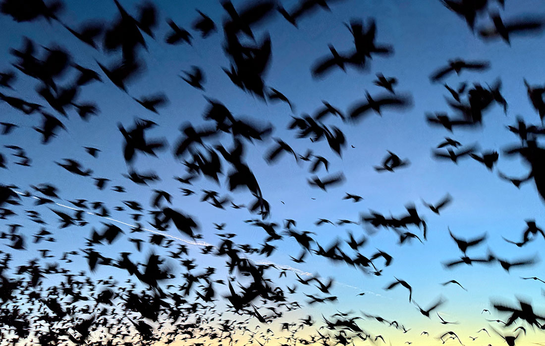 Птицы во время заката в Ардахане, Турция