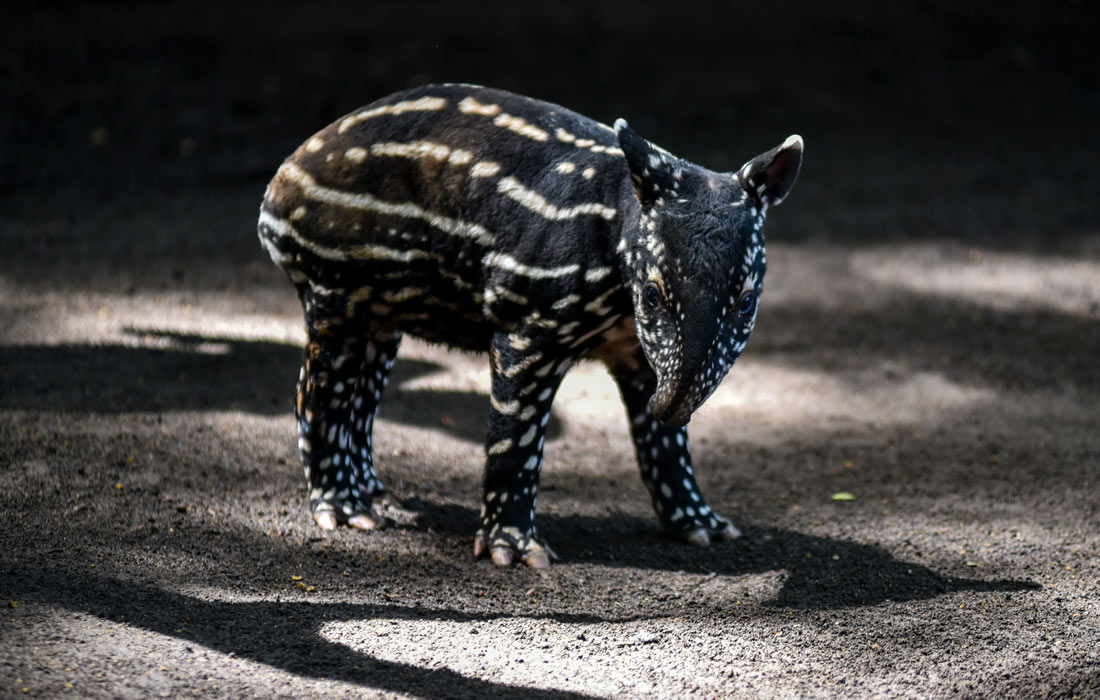 Новорожденный тапир в зоопарке индонезийского Бандунга