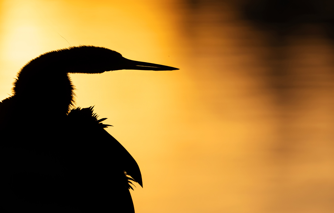 Силуэт американской змеешейки на закате в Орландо, штат Флорида