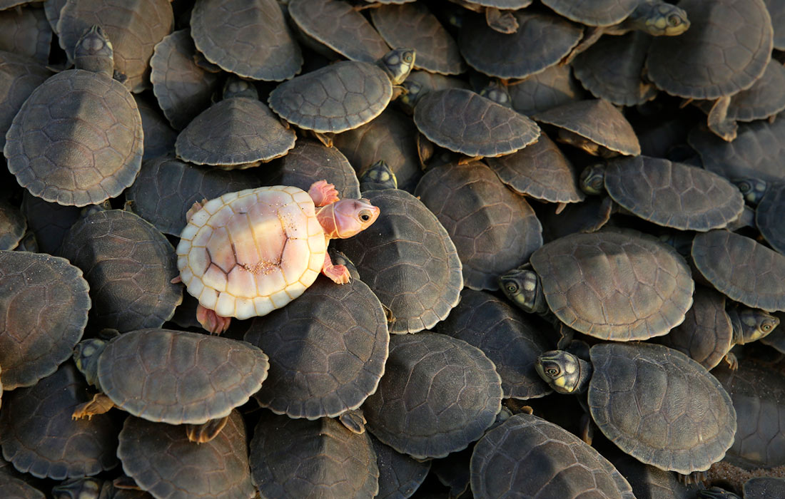 Детенышей гигантской амазонской черепахи выпустили в реку в заповеднике Абуфари в Бразилии