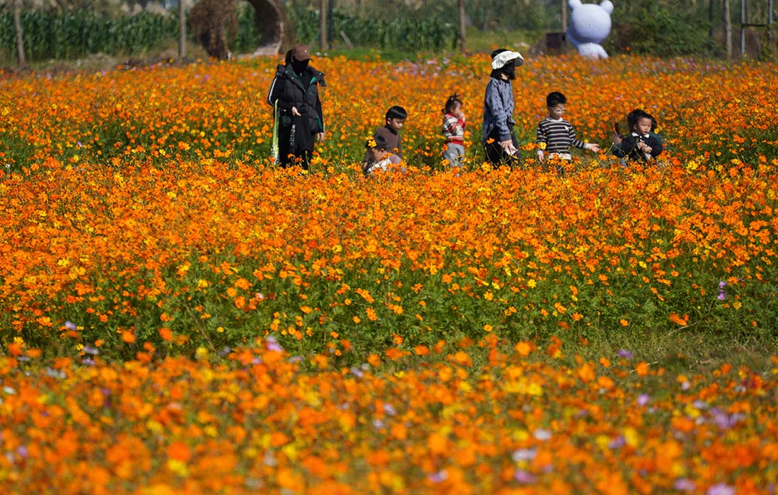 Цветение космеи в китайском Юэцине