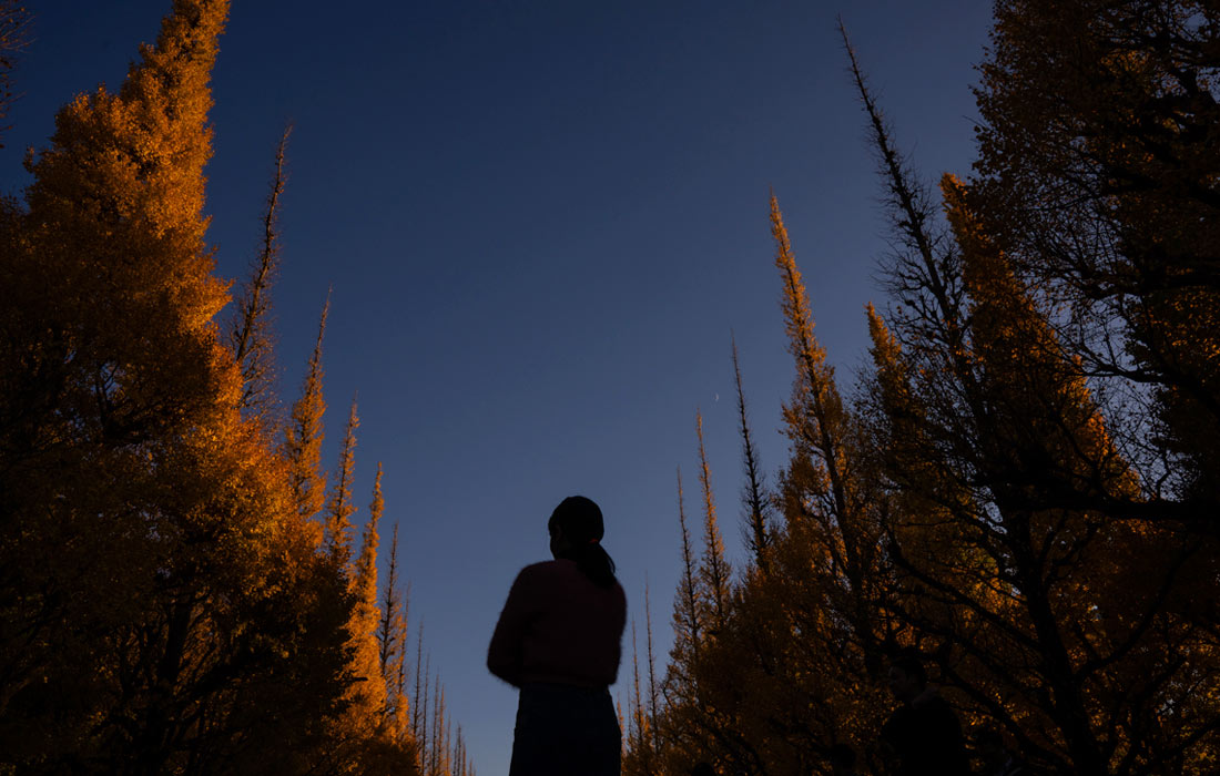 Посетитель гуляет во внешнем саду храма Мэйдзи в Токио
