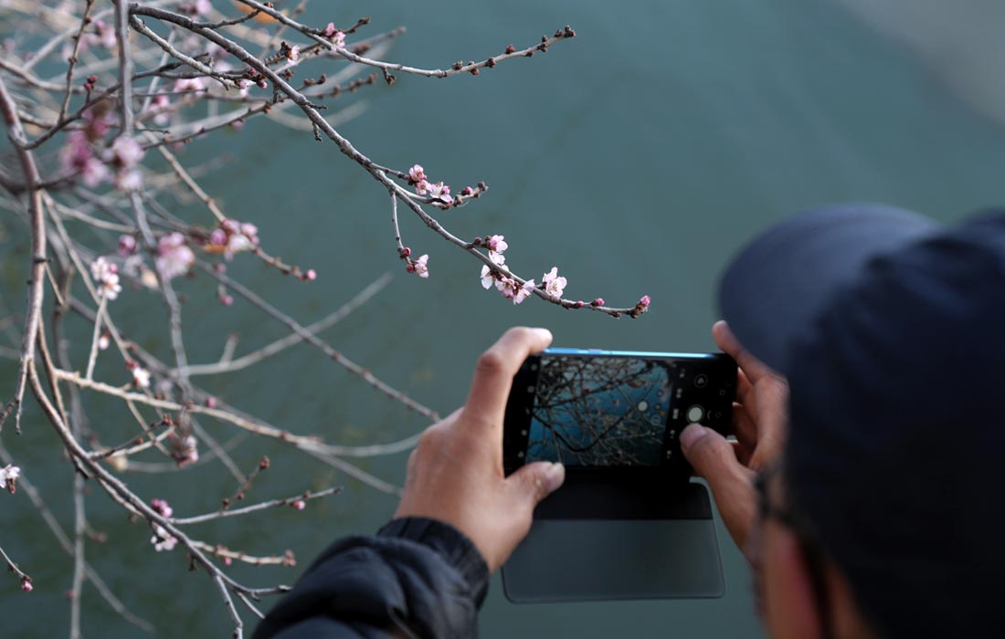 В Пекине резкие колебания температуры вызвали несезонное цветение персиковых деревьев