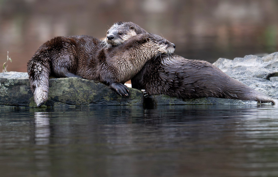 Дикие речные выдры в Орегоне
