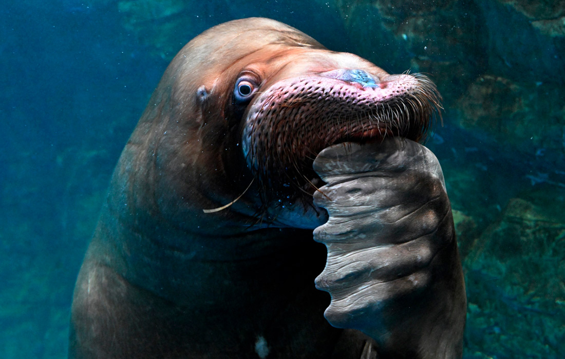 Морж Миша в Приморском океанариуме во Владивостоке