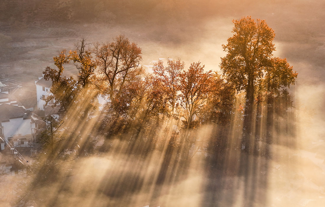 Утренний туман в лесу недалеко от китайского Шанжао