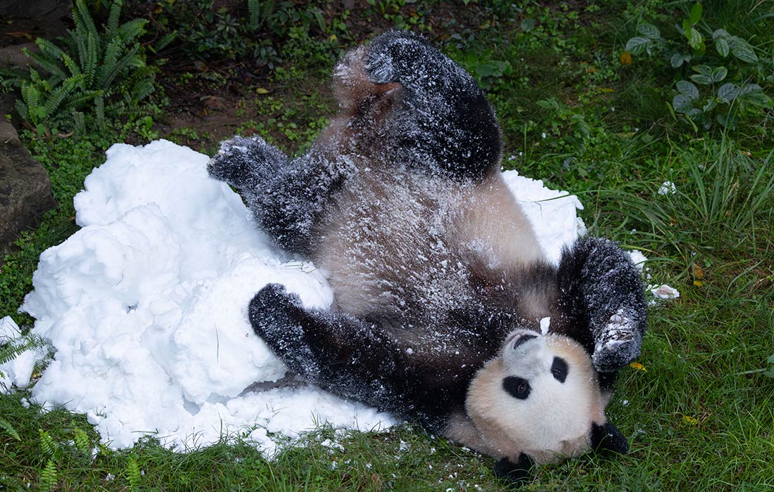 Большая панда в зоопарке Чунцина, Китай