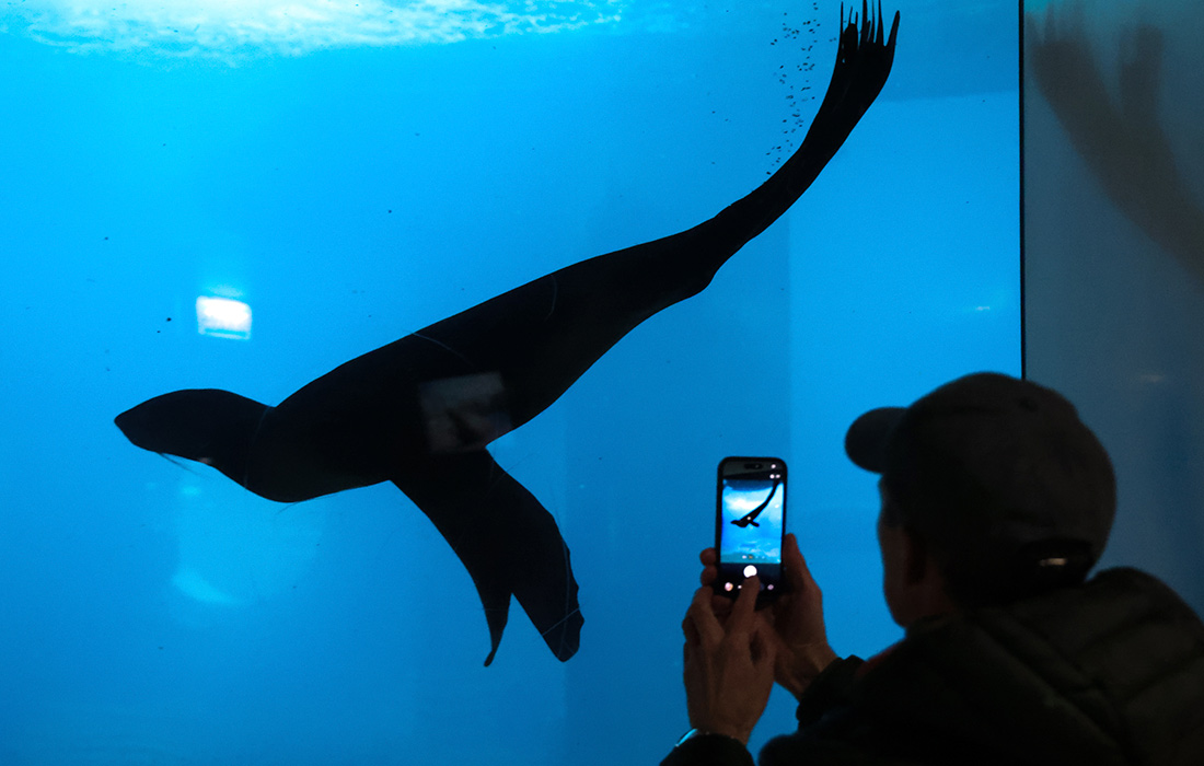 Тюлень в Московском зоопарке