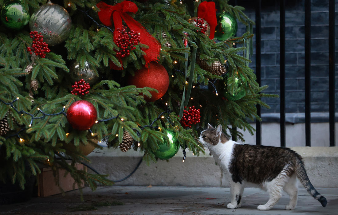 Кот Ларри у рождественской ели, установленной перед входом в лондонскую резиденцию премьер-министра Великобритании на Даунинг-стрит
