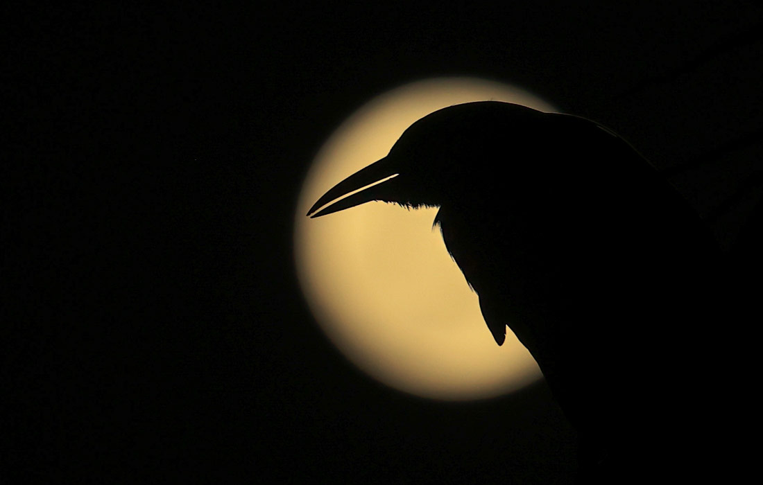 Силуэт вороны на фоне полной луны в Ла-Чоррере, Панама
