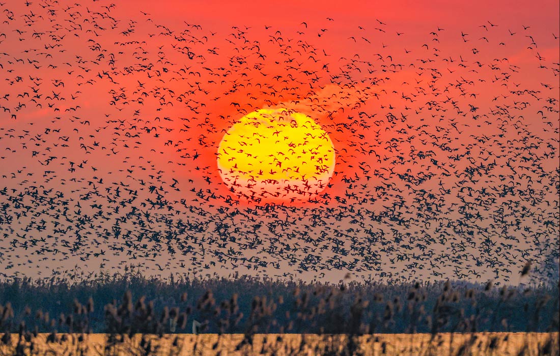 Миграция птиц над озером Хунцзе, провинция Цзянсу, Китай