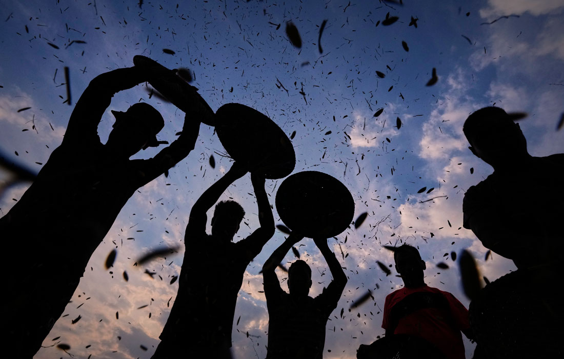 Уборка риса на северо-востоке Индии