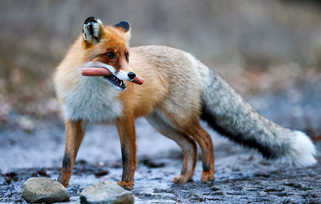 Лиса на курорте "Красная Поляна"