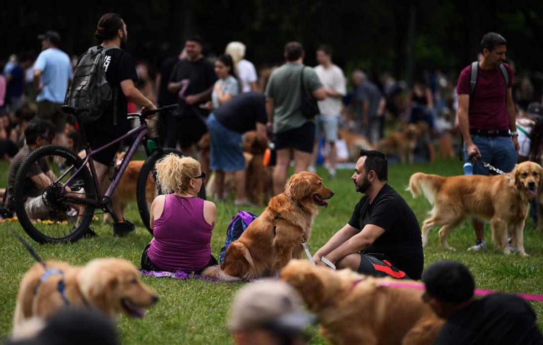 Жители Буэнос-Айреса устанавливают мировой рекорд по количеству золотистых ретриверов в парке