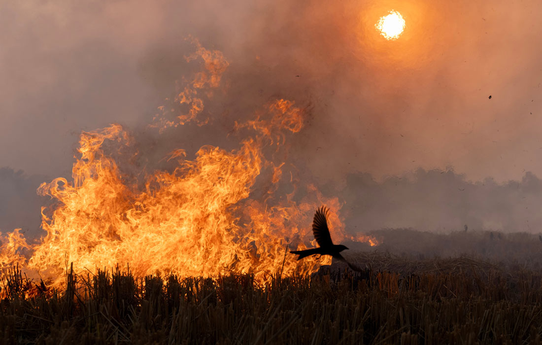 Сжигание стерни на полях после уборки урожая в северном индийском штате Уттар-Прадеш