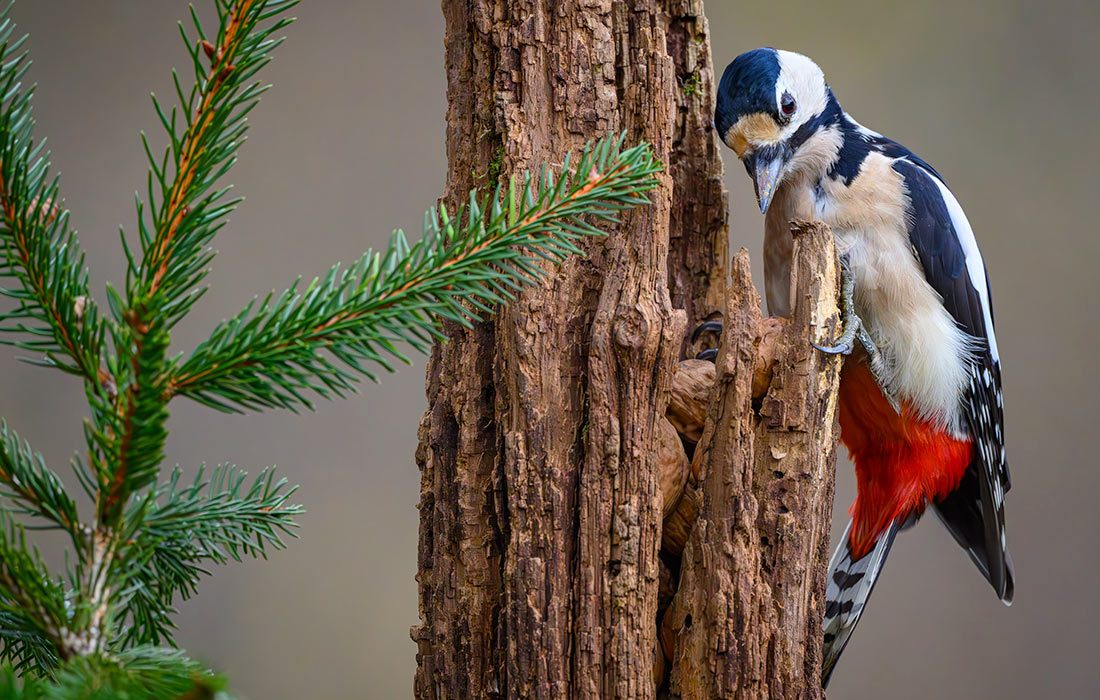 Большой пестрый дятел в Бранденбурге