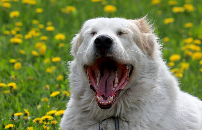 ЮНЕСКО признало разведение алабаев нематериальным культурным наследием