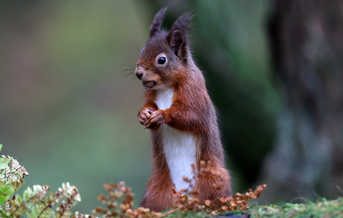 Рыжая белка в Шотландском высокогорье
