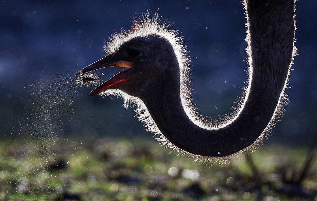 Африканский страус в зооботаническом саду "Река Замбези" в Казани