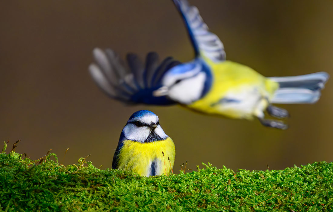 Синицы в Бранденбурге, Германия