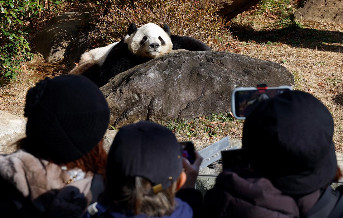 Посетители токийского зоопарка более трех часов ожидают в очередях к вольеру с пандами, которых в январе 2026 года отправят в Китай