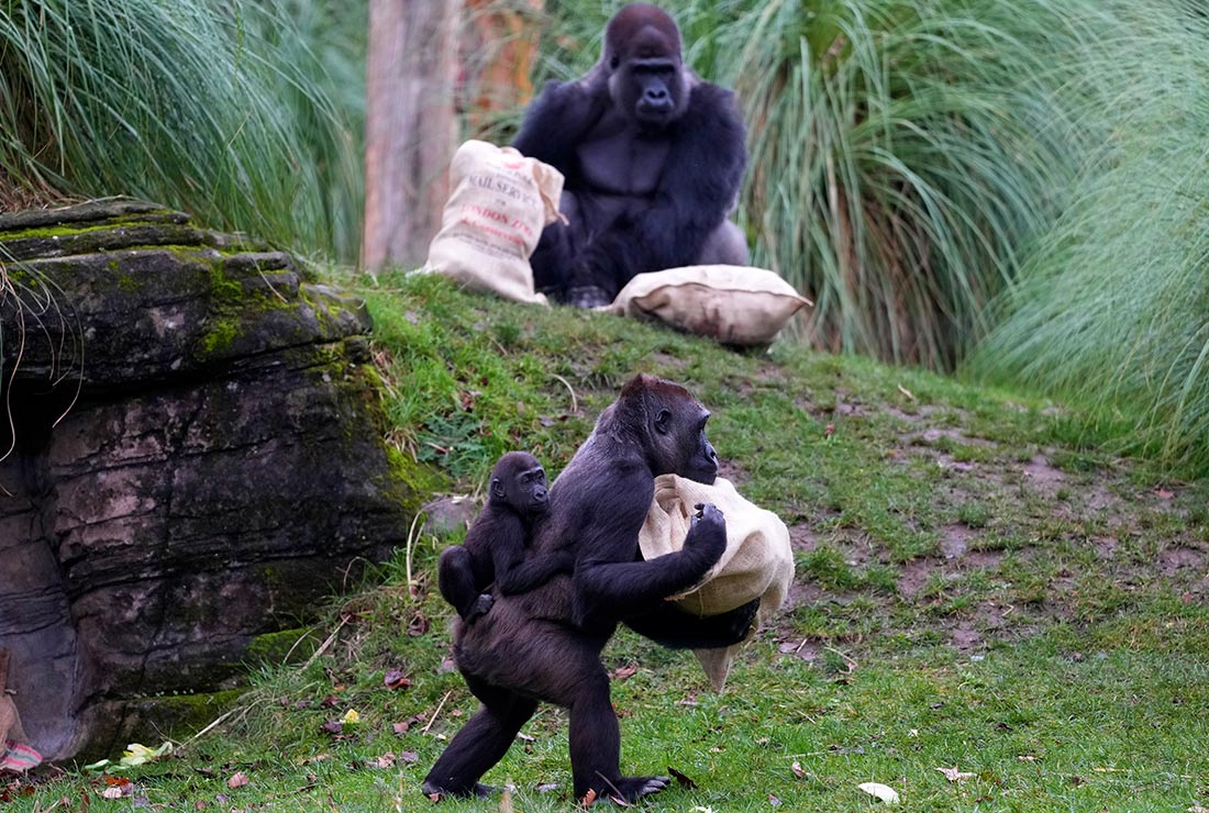 Обитатели Лондонского зоопарка получили подарки к Рождеству