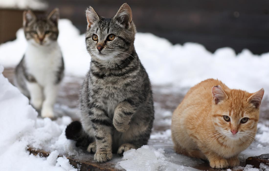 Кошки на горном курорте "Красная Поляна" в Сочи