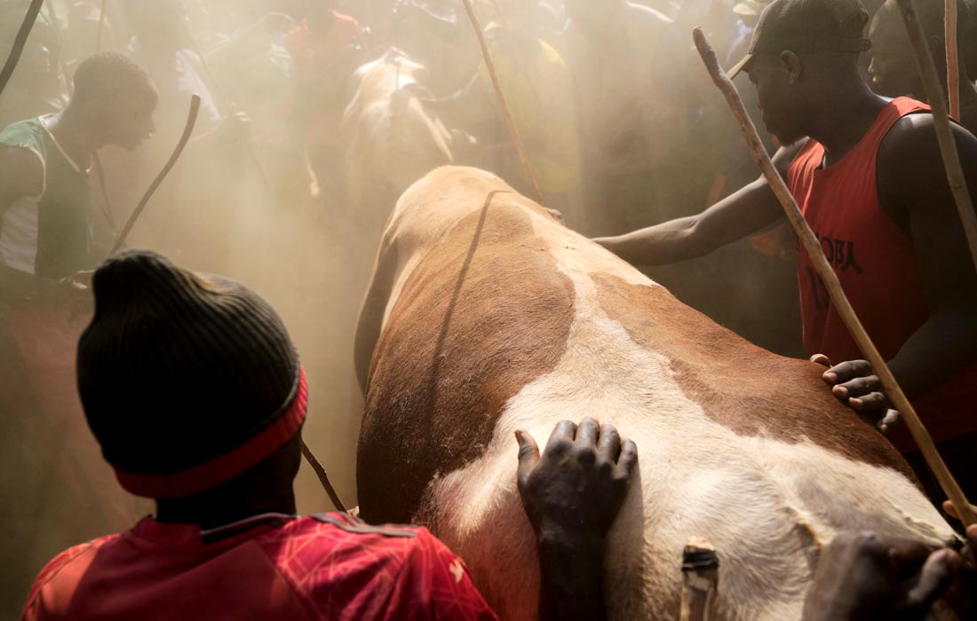 Традиционная битва быков на востоке Кении